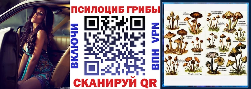 блэк спрут как войти  Почеп  Псилоцибиновые грибы мухоморы  где найти  